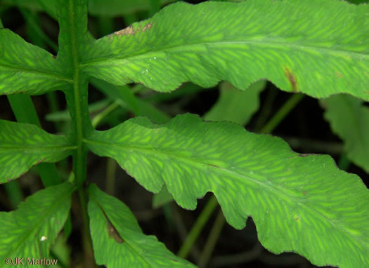 Onoclea sensibilis, Sensitive Fern, Bead Fern