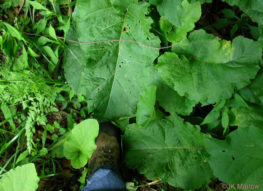 image of Arctium minus, Lesser Burdock, Common Burdock