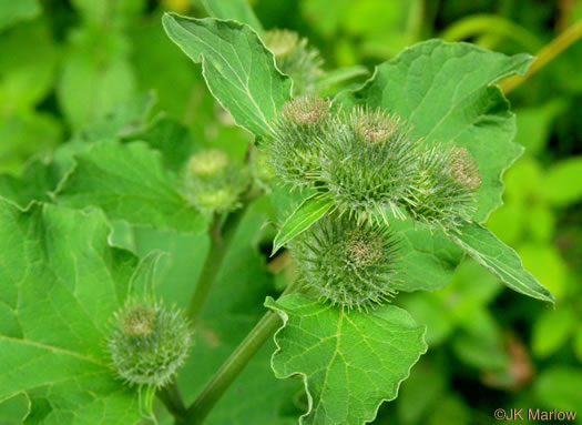 image of Arctium minus, Lesser Burdock, Common Burdock