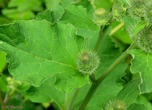 image of Arctium minus, Lesser Burdock, Common Burdock