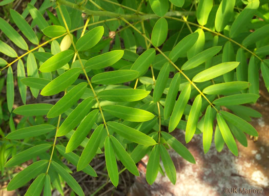 image of Senna hebecarpa, Northern Wild Senna