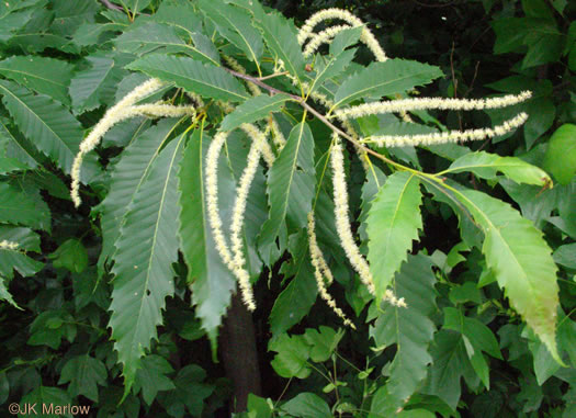 image of Castanea dentata, American Chestnut