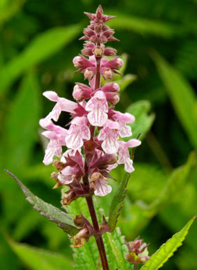 image of Stachys latidens, Broadtooth Hedgenettle