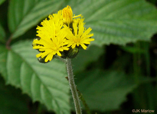 image of Pilosella caespitosa, Field Hawkweed, Yellow King-devil, Meadow Hawkweed