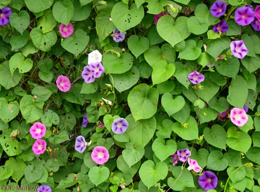 image of Ipomoea purpurea, Common Morning Glory