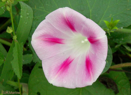 image of Ipomoea purpurea, Common Morning Glory