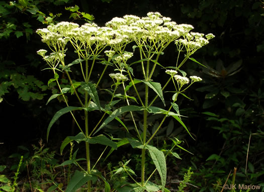 image of Eupatorium perfoliatum, Boneset