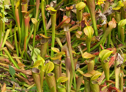 image of Sarracenia jonesii, Mountain Sweet Pitcherplant