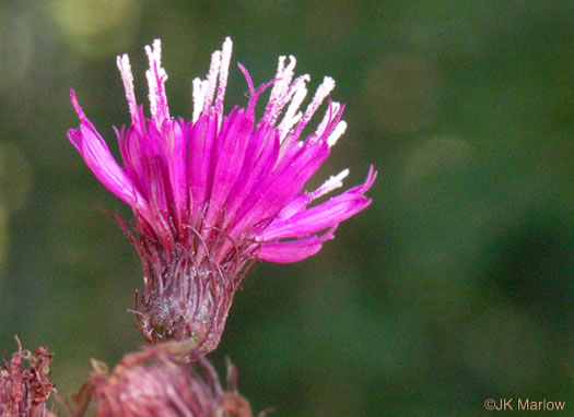 image of Vernonia noveboracensis, New York Ironweed