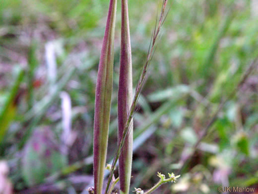 image of Asclepias tuberosa var. tuberosa, Butterfly Milkweed, Eastern Butterflyweed, Pleurisy Root, Wind Root