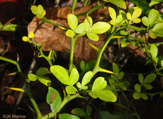 image of Citrus trifoliata, Trifoliate Orange, Hardy Orange