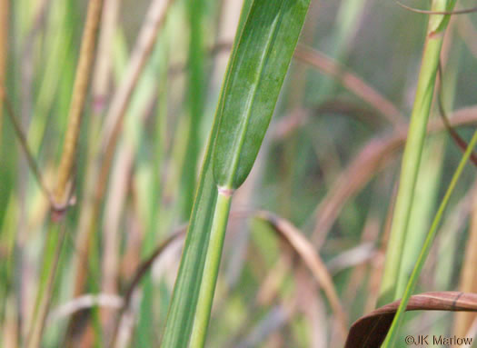 image of Panicum virgatum var. virgatum, Switchgrass, Prairie Switchgrass