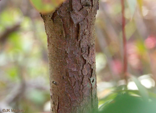 image of Vaccinium arboreum, Sparkleberry, Farkleberry