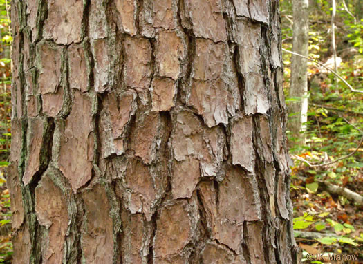 image of Pinus echinata, Shortleaf Pine, Yellow Pine, Rosemary Pine