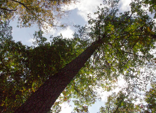 image of Pinus echinata, Shortleaf Pine, Yellow Pine, Rosemary Pine