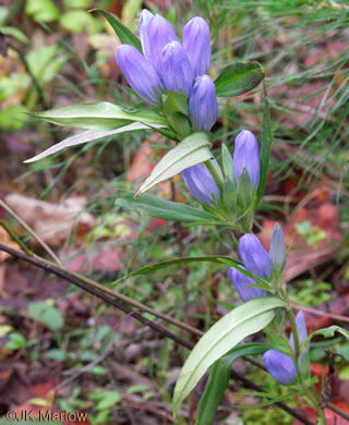 image of Gentiana saponaria, Soapwort Gentian, Harvestbells