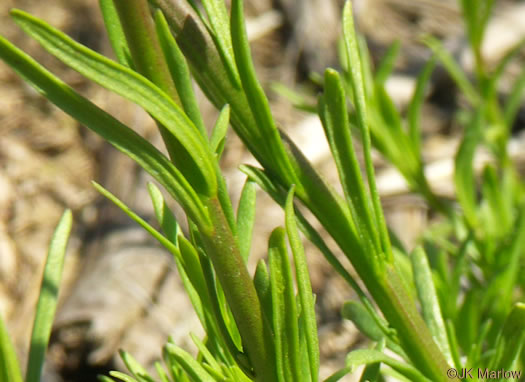 image of Linaria canadensis, Oldfield Toadflax, Common Toadflax, Canada Toadflax