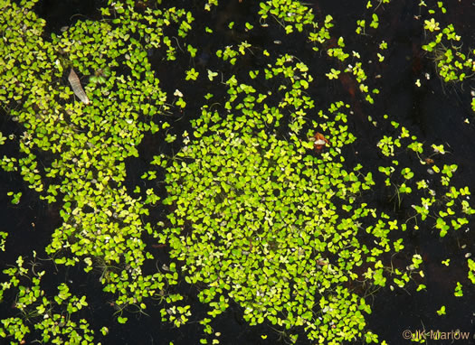 image of Lemna spp., Small Duckweed