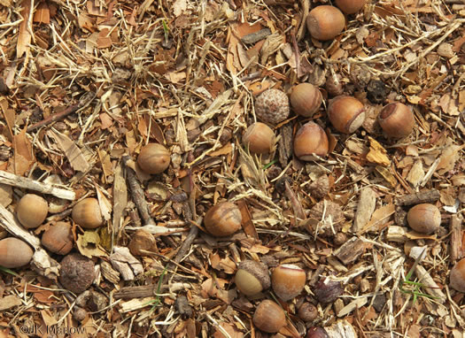 image of Quercus phellos, Willow Oak, "Pin Oak"