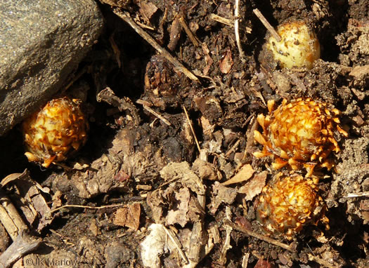 image of Conopholis americana, Squawroot, Bearcorn, Oakdrops