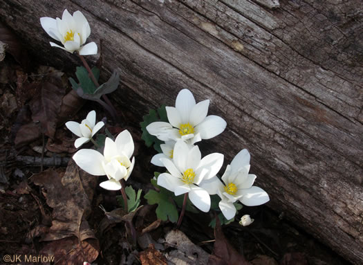 image of Sanguinaria canadensis, Bloodroot, Red Puccoon