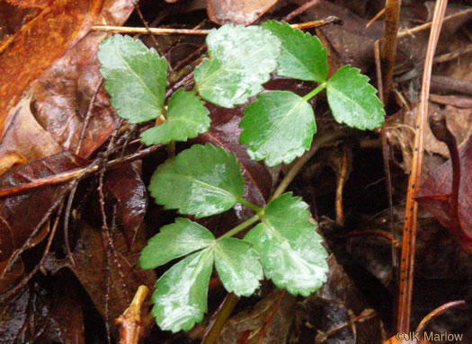 image of Angelica venenosa, Hairy Angelica, Downy Angelica, Deadly Angelica, Woodland Angelica