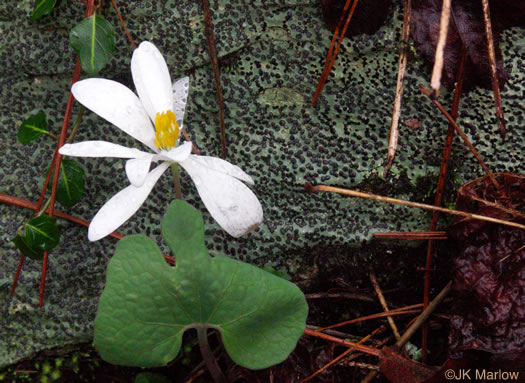 image of Sanguinaria canadensis, Bloodroot, Red Puccoon