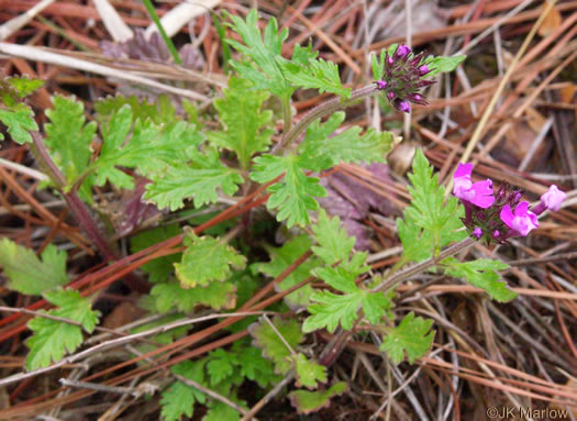 image of Glandularia canadensis, Rose Vervain, Rose Verbena, Creeping Vervain