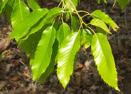 image of Quercus acutissima, Sawtooth Oak