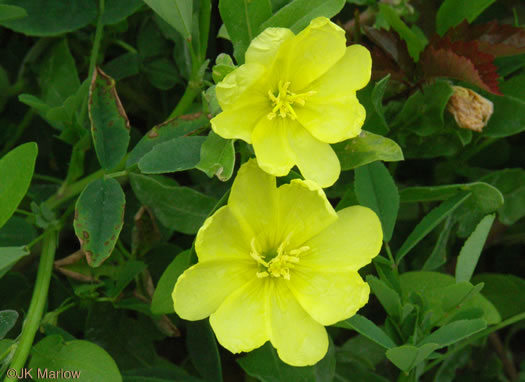 image of Oenothera humifusa, Dunes Evening Primrose, Seabeach Evening Primrose, Spreading Evening Primrose