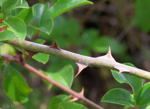 image of Rosa laevigata, Cherokee Rose