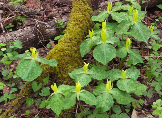 image of Trillium luteum, Yellow Trillium, Yellow Toadshade, Lemon-scented Trillium, Wax Trillium