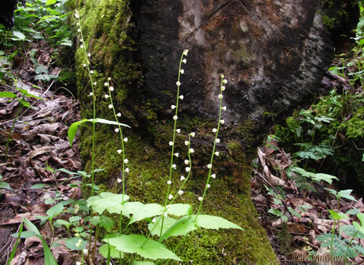 image of Mitella diphylla, Two-leaved Miterwort, Bishop's Cap