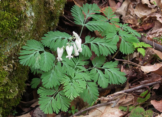 image of Dicentra canadensis, Squirrel Corn