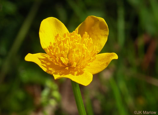 image of Caltha palustris var. palustris, Marsh-marigold, Cowslip