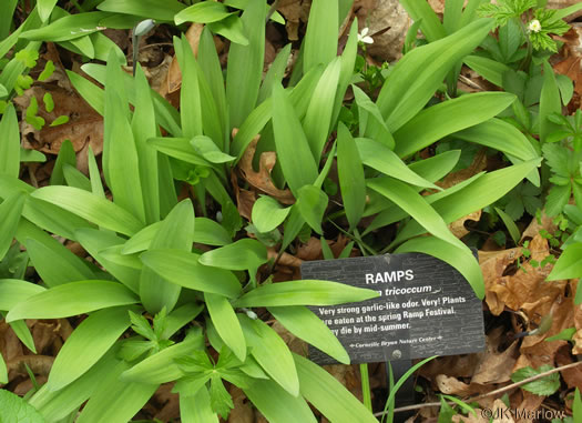 image of Allium tricoccum, Red Ramps, Rampscallions, Wild Leek