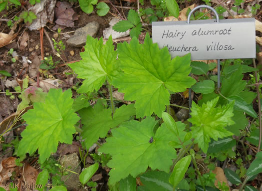 image of Heuchera villosa, Mapleleaf Alumroot, Hairy Alumroot, Rock Alumroot, Crag-jangle