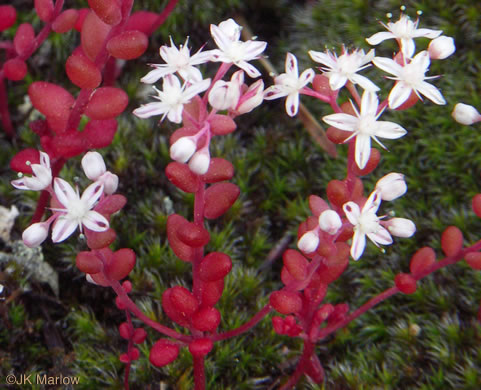 image of Diamorpha smallii, Elf-orpine