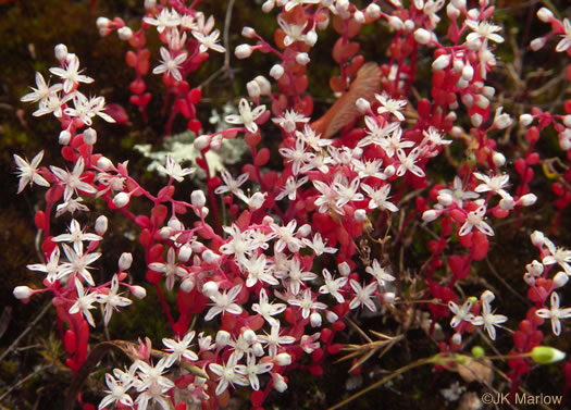 image of Diamorpha smallii, Elf-orpine