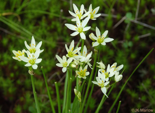 image of Nothoscordum bivalve, False Garlic, Grace Garlic