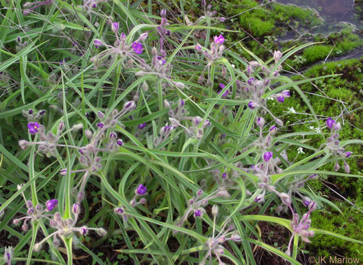 image of Tradescantia hirsuticaulis, Hairy Spiderwort