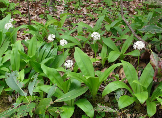 image of Clintonia umbellulata, Speckled Wood-lily, White Clintonia