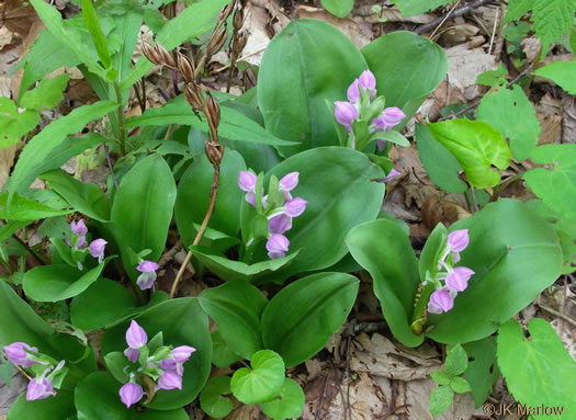 image of Galearis spectabilis, Showy Orchis