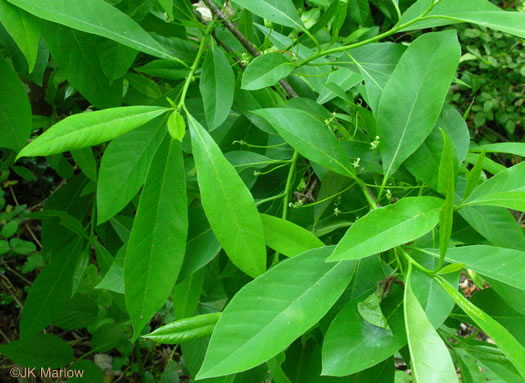 image of Nyssa biflora, Swamp Tupelo, Swamp Blackgum, Swamp Gum, Water Gum