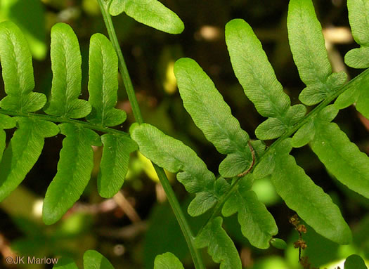 image of Pteridium latiusculum, Eastern Bracken, Brake