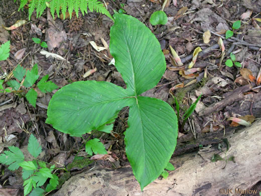 image of Pinellia tripartita, Green Dragon, Pinellia, Voodoo Lily