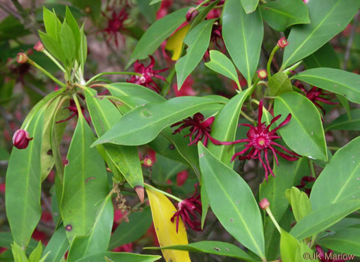 image of Illicium floridanum, Florida Star-anise, Florida Anise-tree, Stinkbush