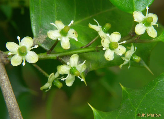 American Holly