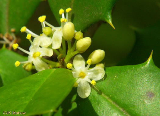 image of Ilex opaca, American Holly, Christmas Holly