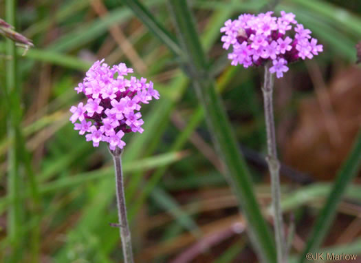 image of Verbena incompta, Purpletop Vervain, Tall Vervain